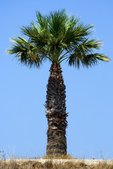 Palm tree isolated on blue
