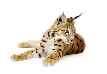 Lynx in front of a white background © Eric Isselée