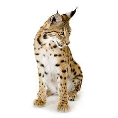 Lynx in front of a white background