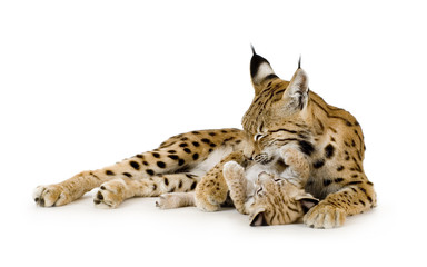 Lynx and her cub in front of a white background