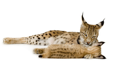 Fototapeta premium Lynx and her cub in front of a white background