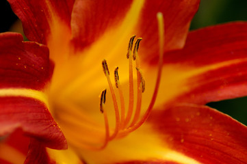 Blütenkelche einer Lilie © Otmar Smit