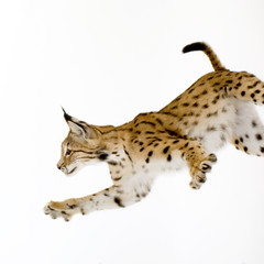 Lynx in front of a white background