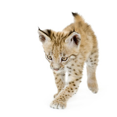 Naklejka premium Lynx cub in front of a white background