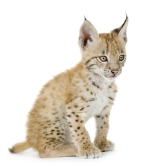 Lynx cub in front of a white background
