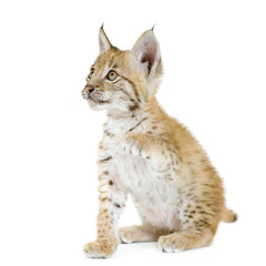 Obraz premium Lynx cub in front of a white background