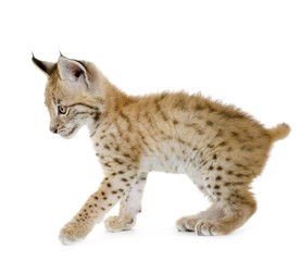 Naklejka premium Lynx cub in front of a white background