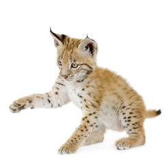 Obraz premium Lynx cub in front of a white background