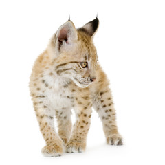 Naklejka premium Lynx cub in front of a white background