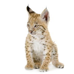 Lynx cub in front of a white background