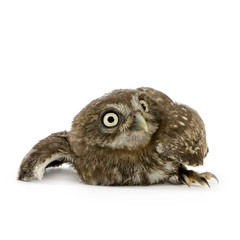 young owl in front of a white background
