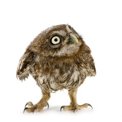 young owl in front of a white background