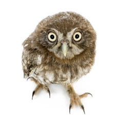 young owl in front of a white background