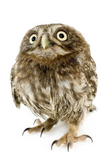 young owl in front of a white background