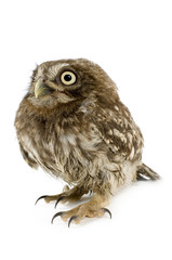 young owl in front of a white background