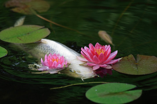 Koi Pond