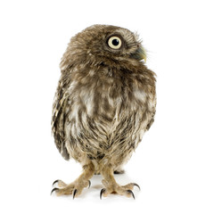 Fototapeta premium young owl in front of a white background