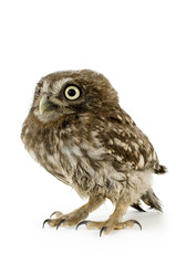 young owl in front of a white background
