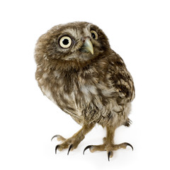 young owl in front of a white background