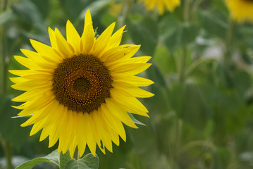 Fototapeta premium la sauterelle et la fleur