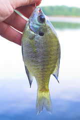 A Sunfish, better known as a White Crappie.