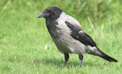 Hooded Crow,