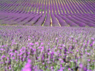 Gardinen Lavendel © philippev