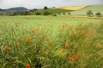 Shining red poppies 