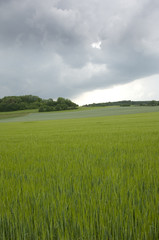 Green rye field