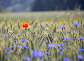 Field poppy in a rye field 