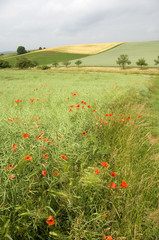 Shining red poppies 