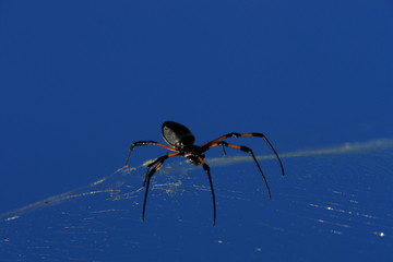 arachnidee sur sa toile