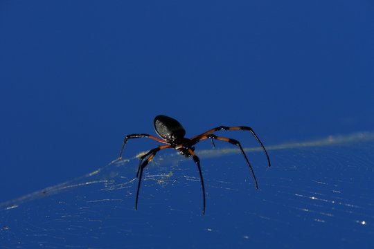 arachnidee sur sa toile