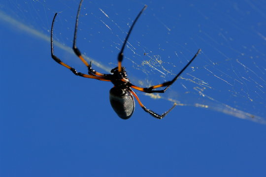 araignee tropicale : nephila inaurata madagascariensis