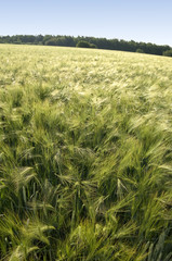 Green rye ears 