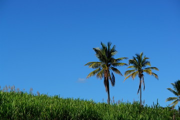 evasion : reveil tropical, vue sur cocotier et champs de canne