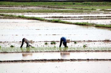 Repiquage du riz (Vietnam)