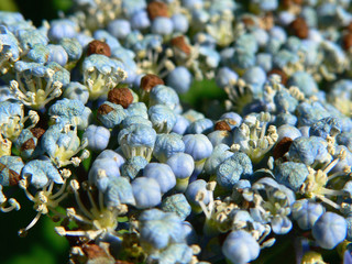 Hydrangea