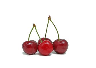 Four fresh cherries with waterdrops against white background.