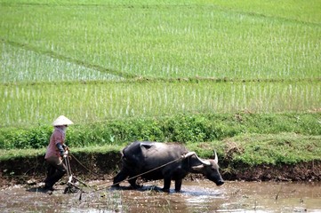 Labour dans une rizière (Vietnam)