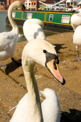 Brayford swans