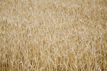 campo de cebada 