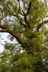 Old oak tree