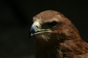 Fototapeta premium hawk eye