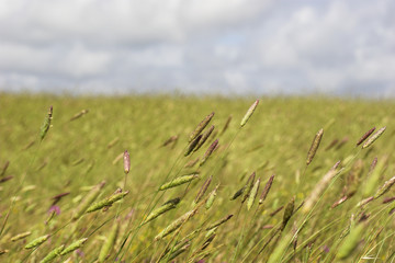 Picture of a Wheat field (selective focus)
