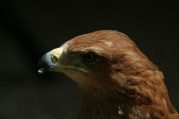 hawk eye
