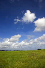 Fototapeta na wymiar Green meadow with a beautiful blue sky