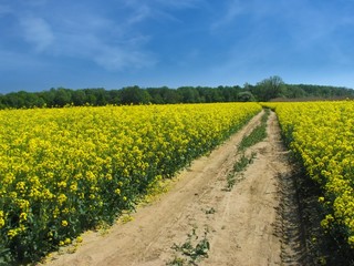 road through rape field