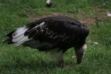 white headed vulture feeding