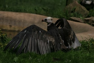 white headed vulture 2